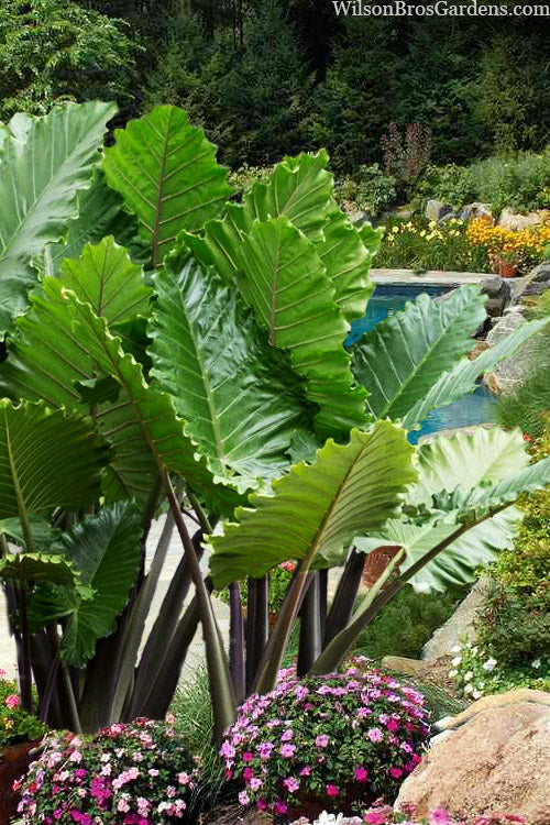  Ruffled Upright Elephant Ear (Alocasia 'Portora') - 2 Gallon Pot