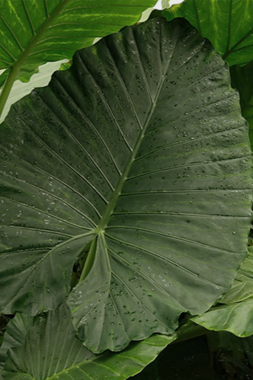  Sumo Giant Elephant Ear (Colocasia) - 2 Gallon Pot