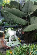 Sumo Giant Elephant Ear (Colocasia) - 2 Gallon Pot