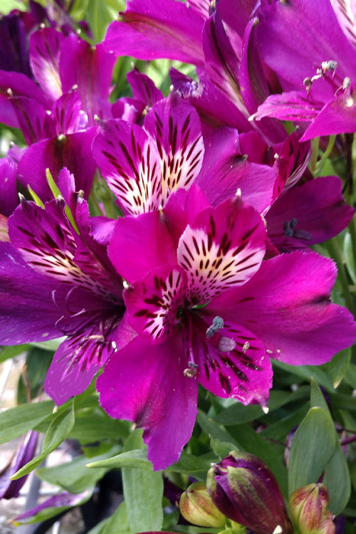  Inca Batavia Peruvian Lily (Alstroemeria) - 1 Gallon Pot