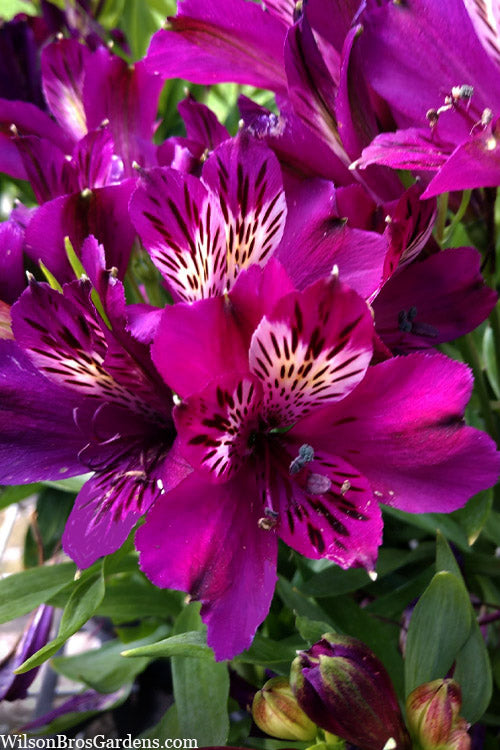  Inca Batavia Peruvian Lily (Alstroemeria) - 1 Gallon Pot