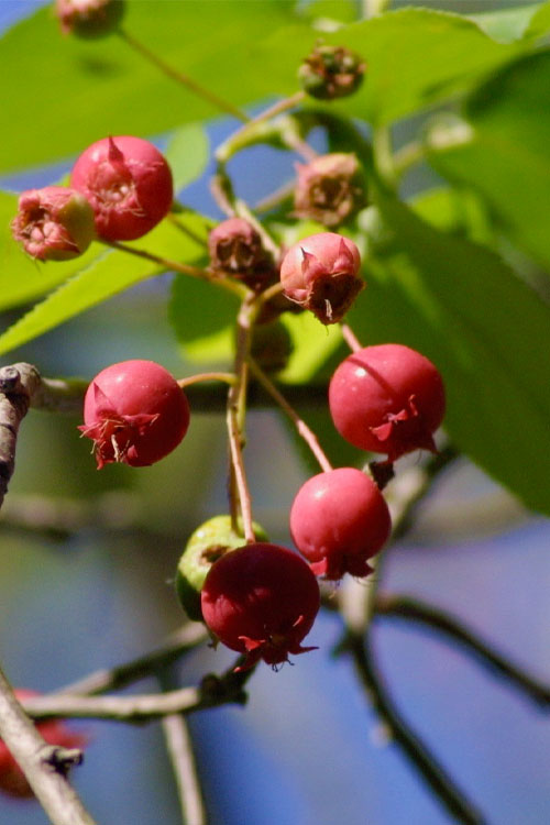  Downy Serviceberry Tree (Amelanchier Arborea) - 3 Gallon Pot