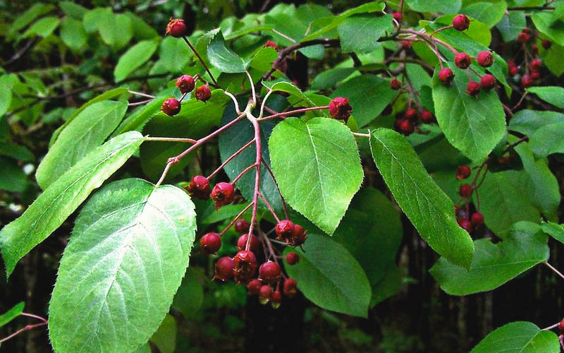  Downy Serviceberry Tree (Amelanchier Arborea) - 3 Pack Of 1.5 Quart Pots