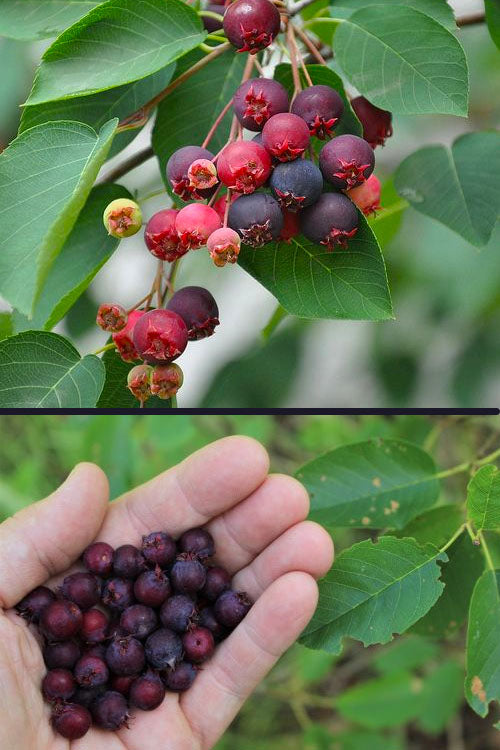  Downy Serviceberry Tree (Amelanchier Arborea) - 3 Pack Of 1.5 Quart Pots
