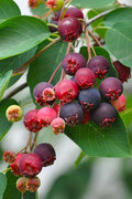  Downy Serviceberry Tree (Amelanchier Arborea) - 1 Gallon Pot