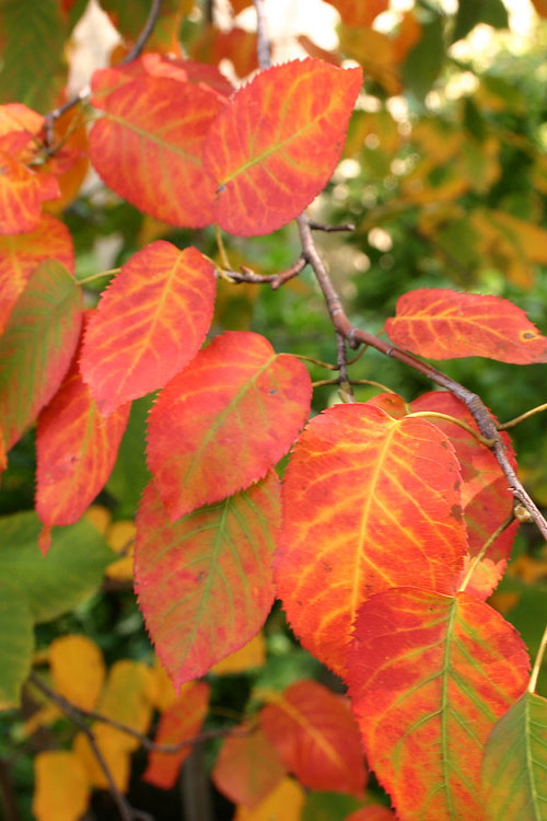  Downy Serviceberry Tree (Amelanchier Arborea) - 1 Gallon Pot