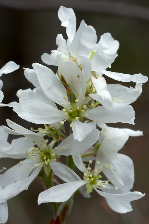  Downy Serviceberry Tree (Amelanchier Arborea) - 1 Gallon Pot