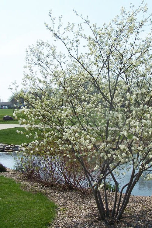  Downy Serviceberry Tree (Amelanchier Arborea) - 3 Gallon Pot