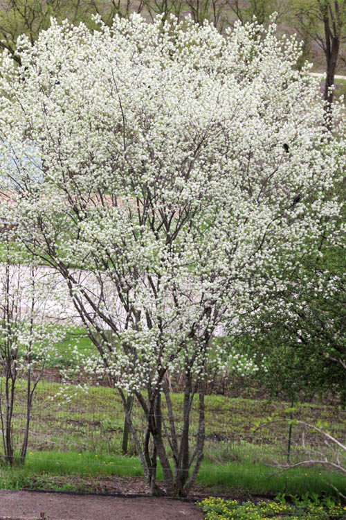  Downy Serviceberry Tree (Amelanchier Arborea) - 3 Pack Of 1.5 Quart Pots