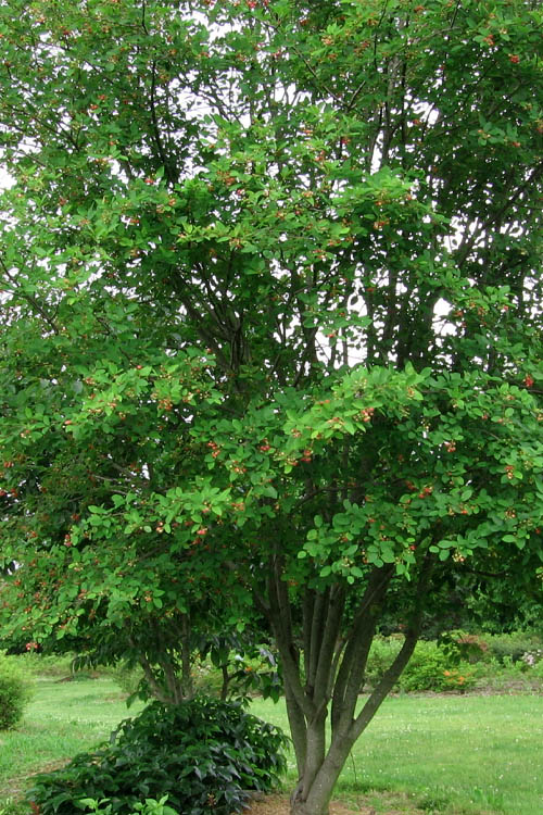  Downy Serviceberry Tree (Amelanchier Arborea) - 1 Gallon Pot