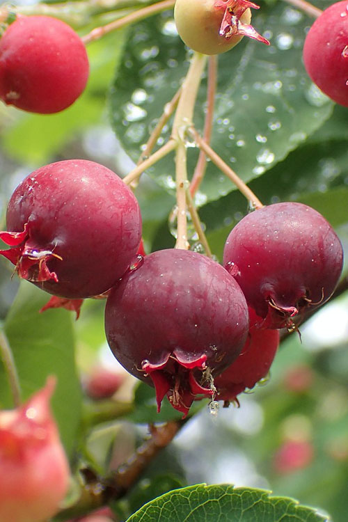  Shadblow Serviceberry Tree (Amelanchier Canadensis) - 3 Gallon Pot