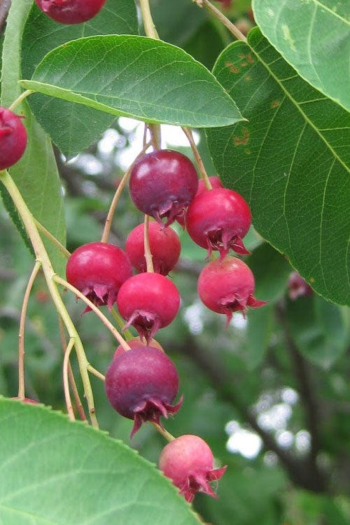  Shadblow Serviceberry Tree (Amelanchier Canadensis) - 1 Gallon Pot