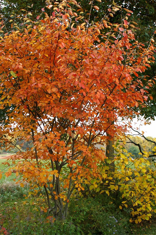  Shadblow Serviceberry Tree (Amelanchier Canadensis) - 3 Pack Of 1.5 Quart Pots
