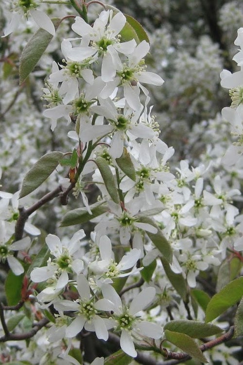  Shadblow Serviceberry Tree (Amelanchier Canadensis) - 5 Gallon Pot