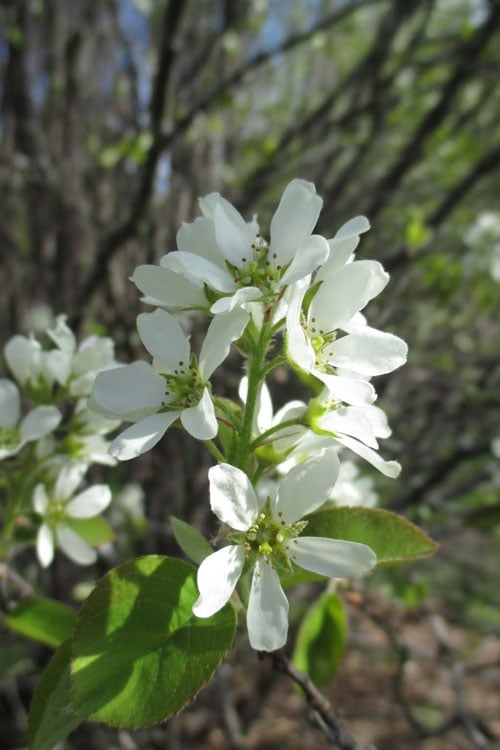  Shadblow Serviceberry Tree (Amelanchier Canadensis) - 5 Gallon Pot