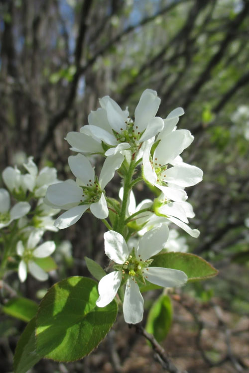 Shadblow Serviceberry Tree (Amelanchier Canadensis) - 1 Gallon Pot