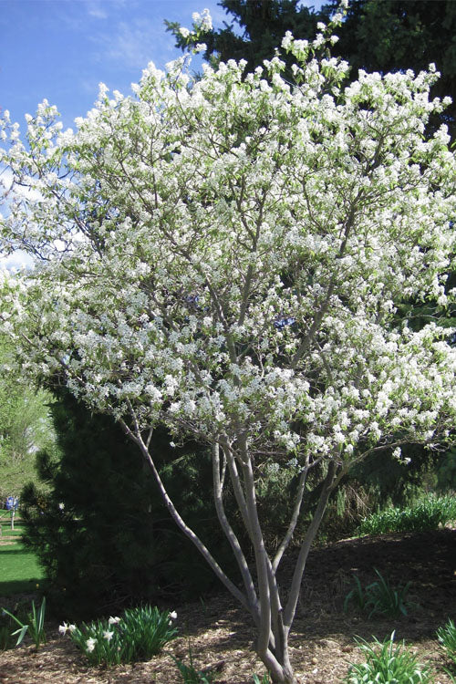  Shadblow Serviceberry Tree (Amelanchier Canadensis) - 5 Gallon Pot