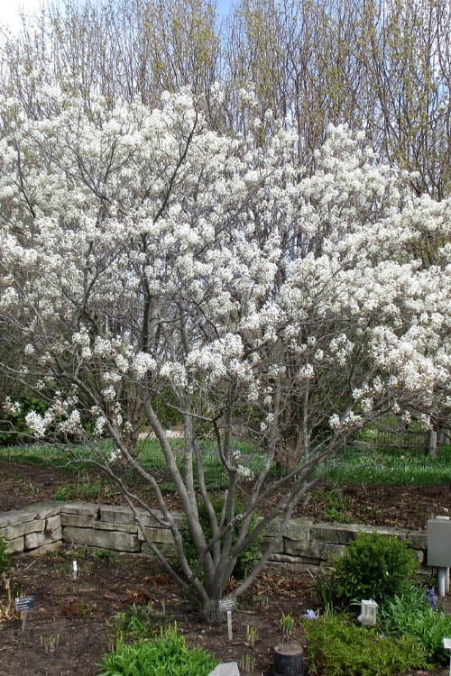  Shadblow Serviceberry Tree (Amelanchier Canadensis) - 5 Gallon Pot