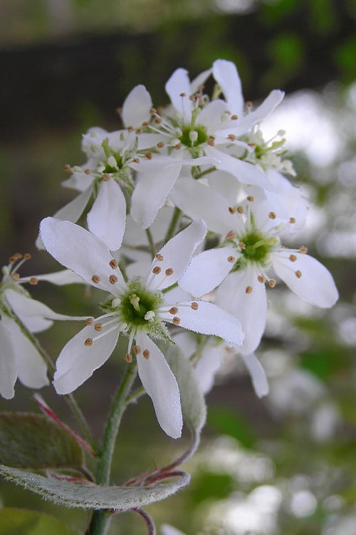  Autumn Brilliance Serviceberry Tree - 1 Gallon Pot