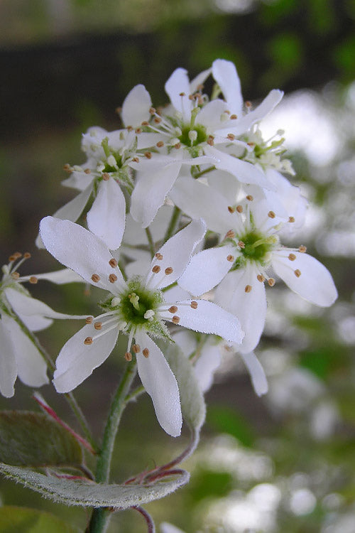 Autumn Brilliance Serviceberry Tree - 3 Gallon Pot