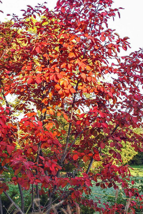  Autumn Brilliance Serviceberry Tree - 1 Gallon Pot