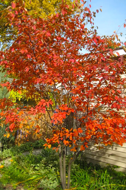  Autumn Brilliance Serviceberry Tree - 1 Gallon Pot