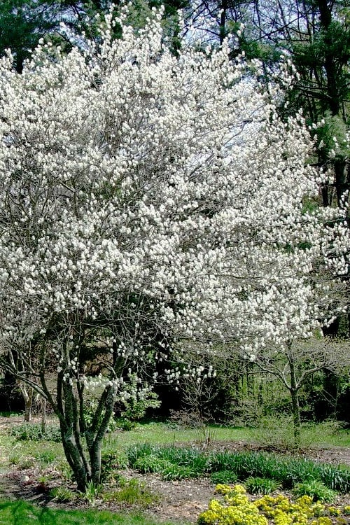  Autumn Brilliance Serviceberry Tree - 1 Gallon Pot