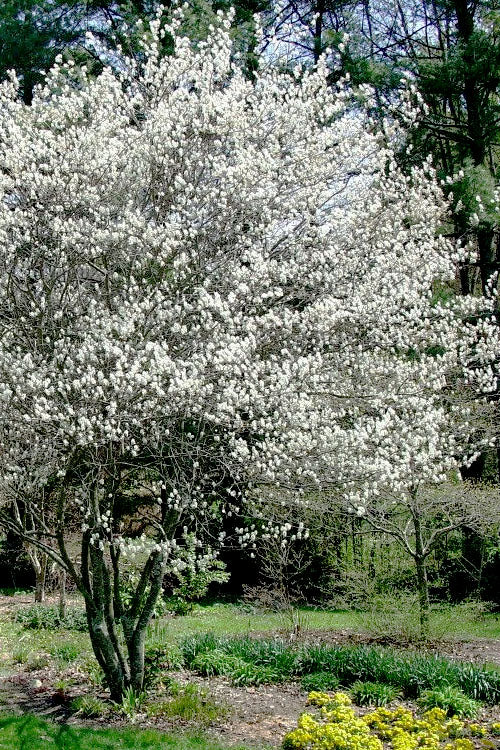  Autumn Brilliance Serviceberry Tree - 1 Gallon Pot