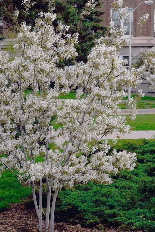  Autumn Brilliance Serviceberry Tree - 1 Gallon Pot
