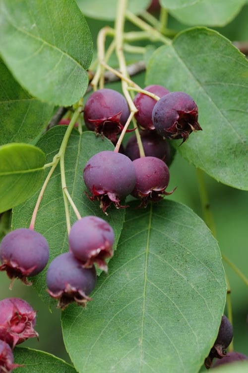  Autumn Brilliance Serviceberry Tree - 1 Gallon Pot