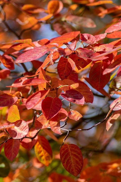  Autumn Brilliance Serviceberry Tree - 7 Gallon Pot (4-5')