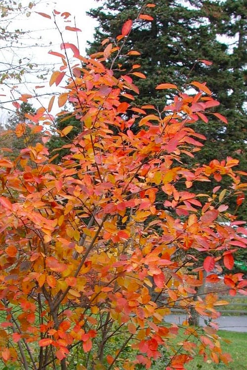  Allegheny Serviceberry Tree (Amelanchier Laevis) - 1 Gallon Pot