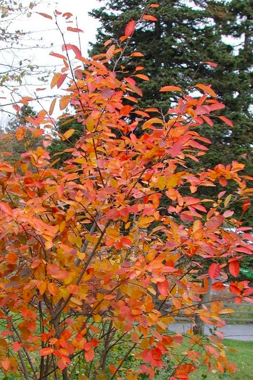  Allegheny Serviceberry Tree (Amelanchier Laevis) - 1 Gallon Pot