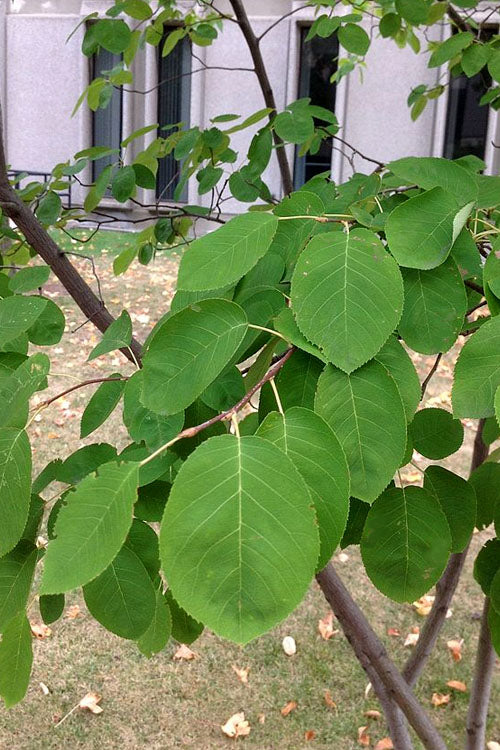  Allegheny Serviceberry Tree (Amelanchier Laevis) - 3 Gallon Pot