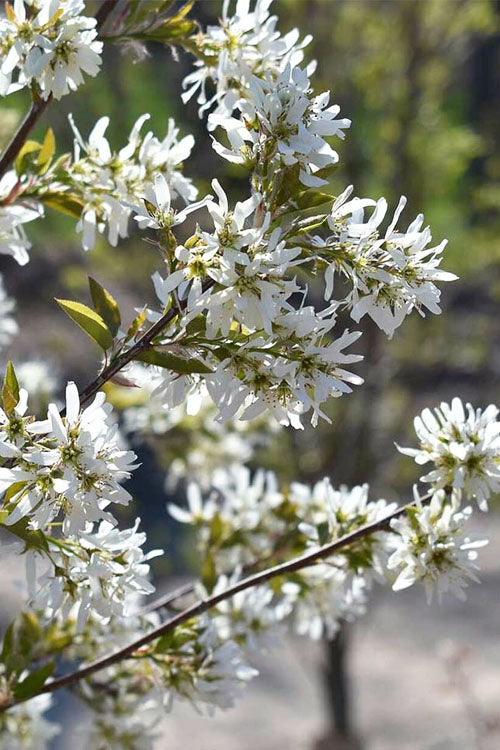  Allegheny Serviceberry Tree (Amelanchier Laevis) - 3 Gallon Pot