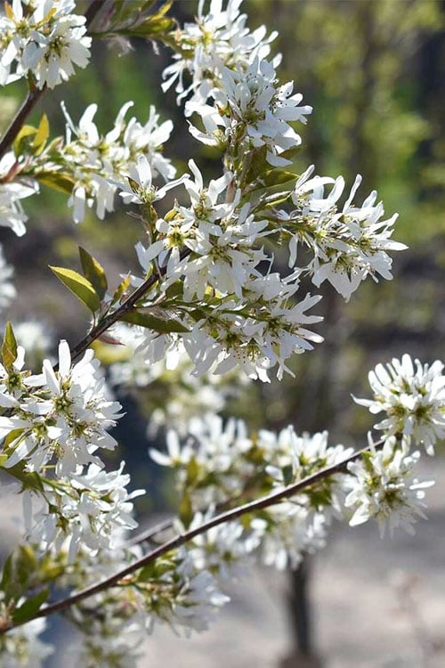  Allegheny Serviceberry Tree (Amelanchier Laevis) - 3 Gallon Pot