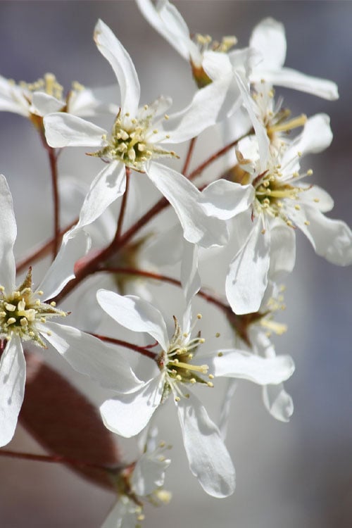  Allegheny Serviceberry Tree (Amelanchier Laevis) - 1 Gallon Pot
