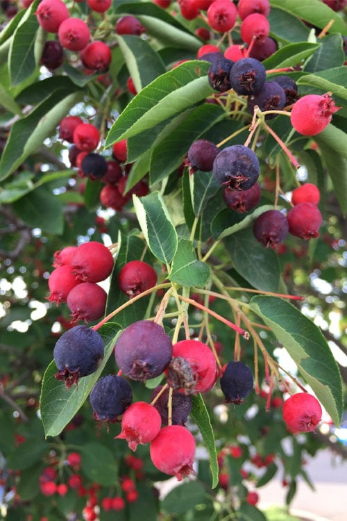  Allegheny Serviceberry Tree (Amelanchier Laevis) - 3 Gallon Pot