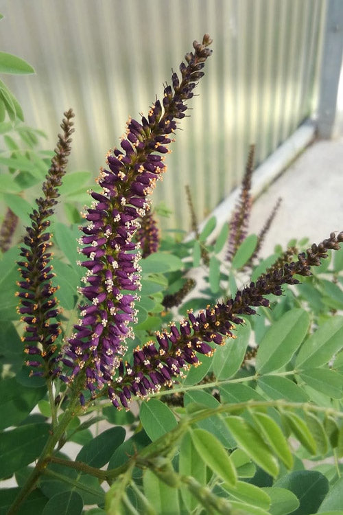  Indigo Bush (Amorpha Fruticosa) - 1 Gallon Pot