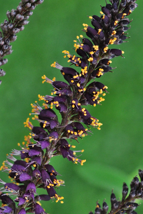  Indigo Bush (Amorpha Fruticosa) - 3 Pack Of 1.5 Quart Pots