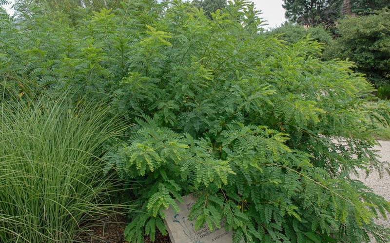  Indigo Bush (Amorpha Fruticosa) - 3 Pack Of 1.5 Quart Pots