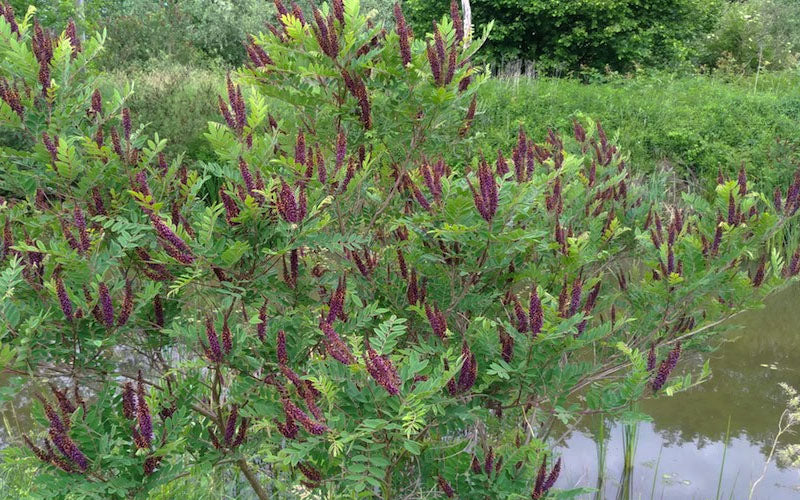  Indigo Bush (Amorpha Fruticosa) - 1 Gallon Pot