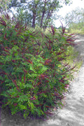  Indigo Bush (Amorpha Fruticosa) - 1 Gallon Pot