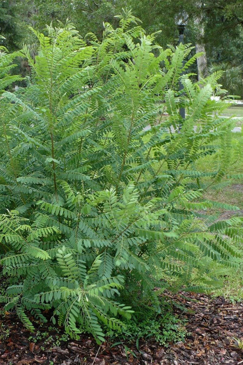  Indigo Bush (Amorpha Fruticosa) - 1 Gallon Pot