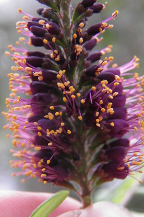  Indigo Bush (Amorpha Fruticosa) - 1 Gallon Pot