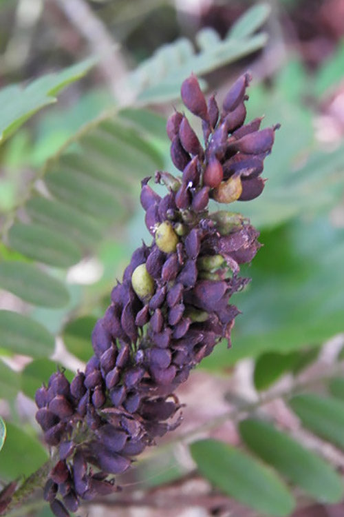  Indigo Bush (Amorpha Fruticosa) - 1 Gallon Pot