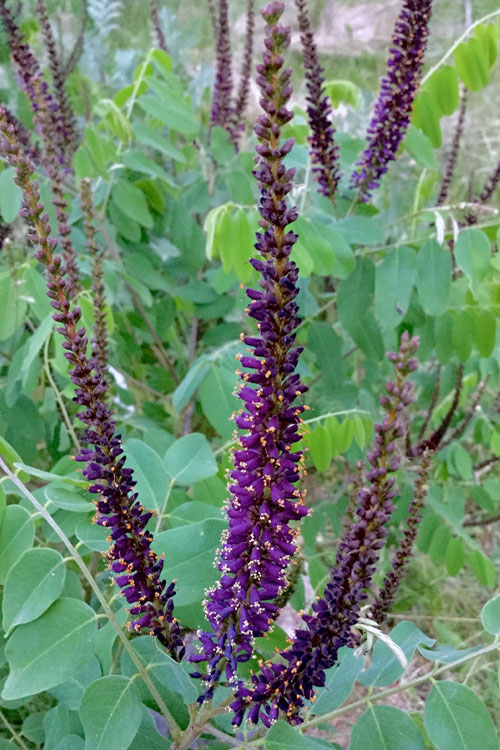  Indigo Bush (Amorpha Fruticosa) - 1 Gallon Pot