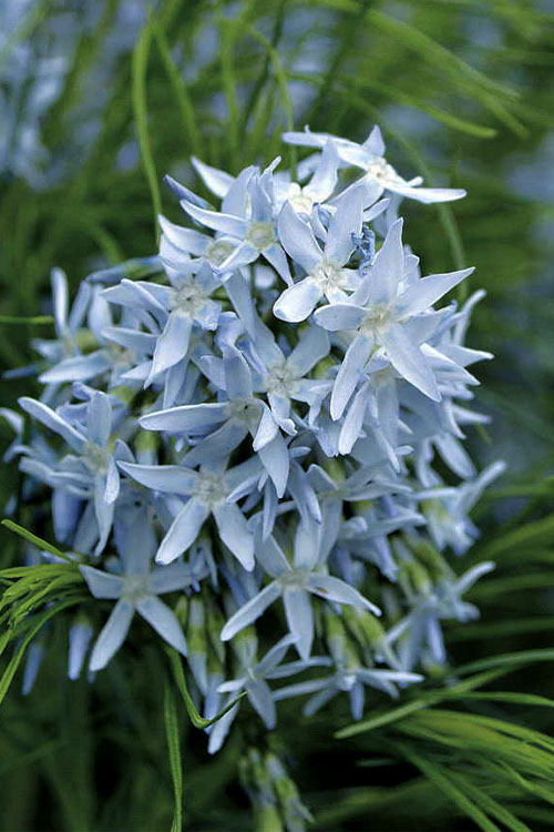  Threadleaf Blue Star (Amsonia Hubrichtii) - 6 Pack Of 1 Gallon Pots