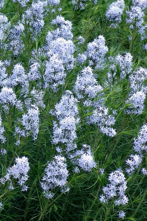  Threadleaf Blue Star (Amsonia Hubrichtii) - 6 Pack Of 1 Gallon Pots