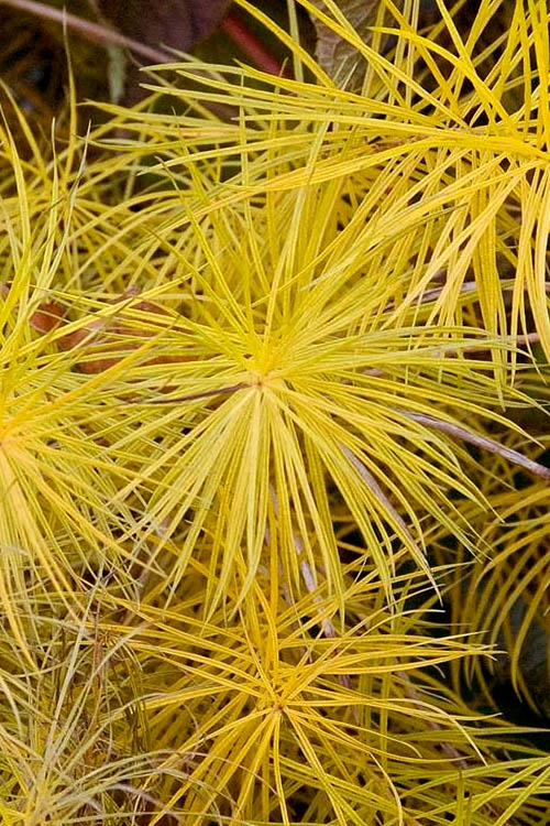  Threadleaf Blue Star (Amsonia Hubrichtii) - 6 Pack Of 1 Gallon Pots